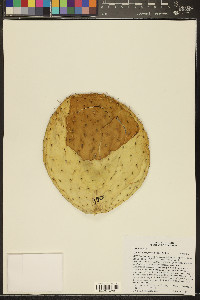 Opuntia durangensis image