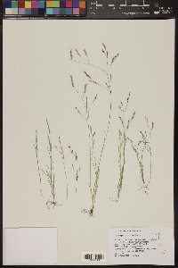 Deschampsia danthonioides image