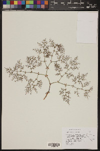 Oxytheca watsonii image