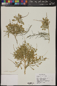 Ambrosia salsola image