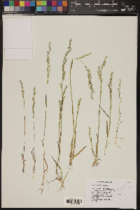 Poa bigelovii image