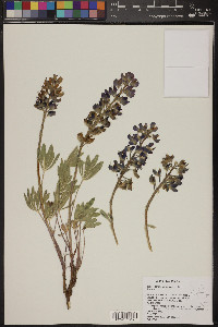 Lupinus polyphyllus image