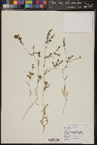 Mentzelia jonesii image