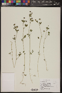 Trifolium variegatum image