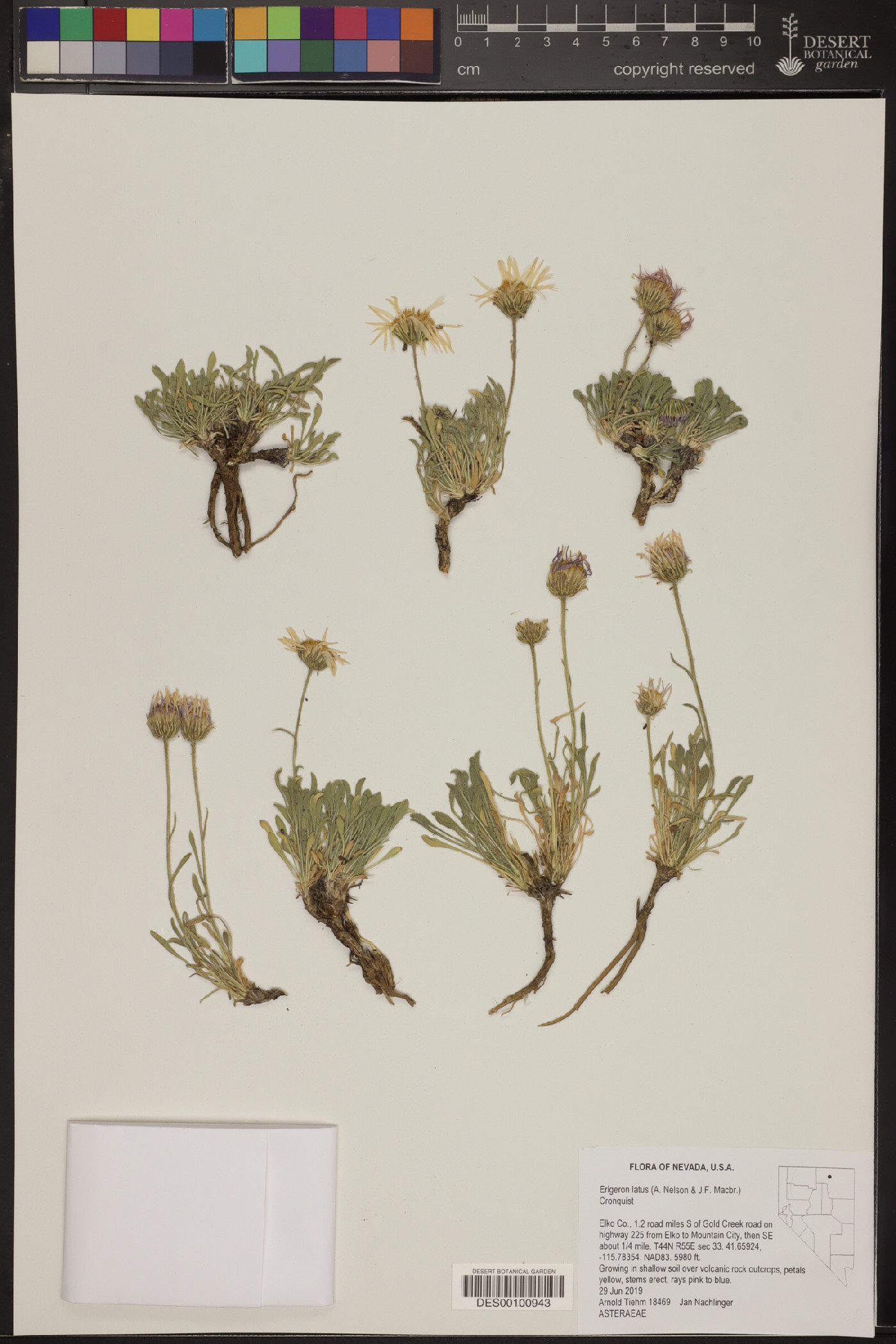Erigeron latus image