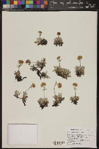 Eriogonum douglasii image