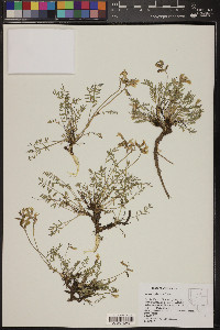 Astragalus salmonis image