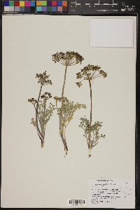 Lomatium macrocarpum image