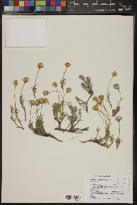Nestotus stenophyllus image