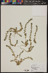 Eriogonum brachyanthum image