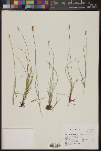 Carex vallicola image