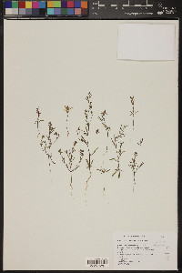 Gayophytum racemosum image