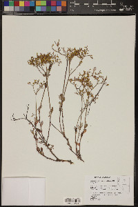 Eriogonum microthecum var. ambiguum image