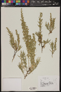 Artemisia cana subsp. viscidula image