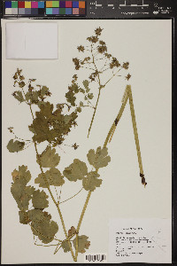 Thalictrum occidentale image