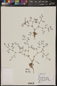 Brickellia microphylla image