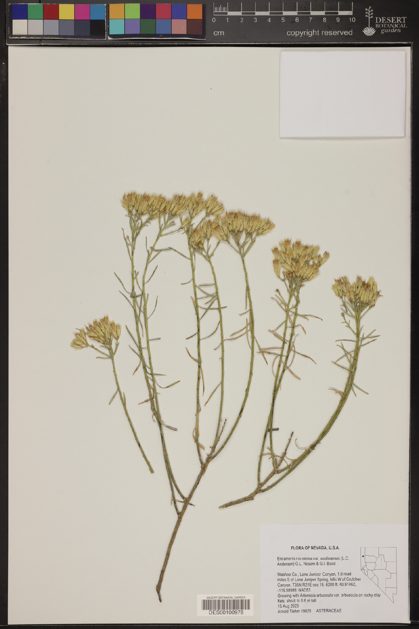 Ericameria nauseosa var. washoensis image