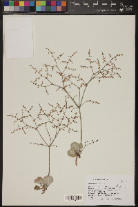 Eriogonum hookeri image