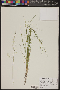 Stipa divaricata image