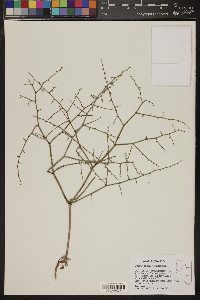 Eriogonum deflexum image