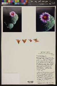 Mammillaria grahamii image