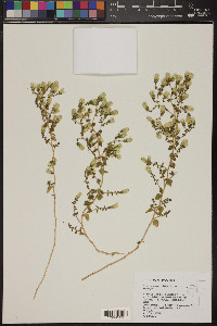 Brickellia microphylla var. microphylla image