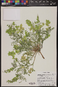 Astragalus lentiginosus var. fremontii image