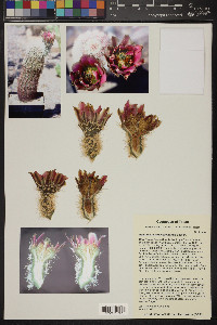 Echinocereus dasyacanthus image