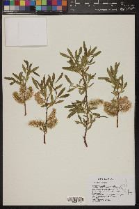 Salix orestera image