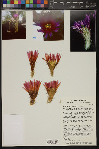 Echinocereus bristolii image