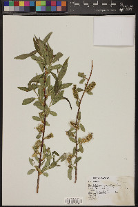 Salix laevigata image