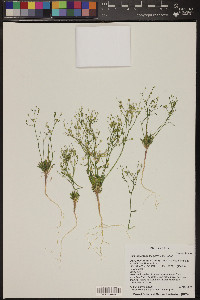 Aliciella leptomeria image