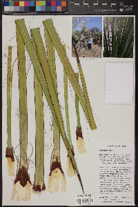 Yucca torreyi image