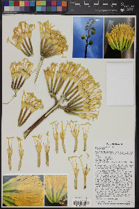 Agave chrysantha image