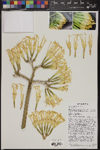 Agave chrysantha image