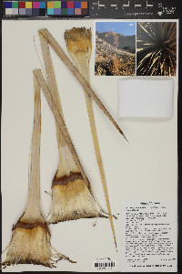 Hesperoyucca newberryi image