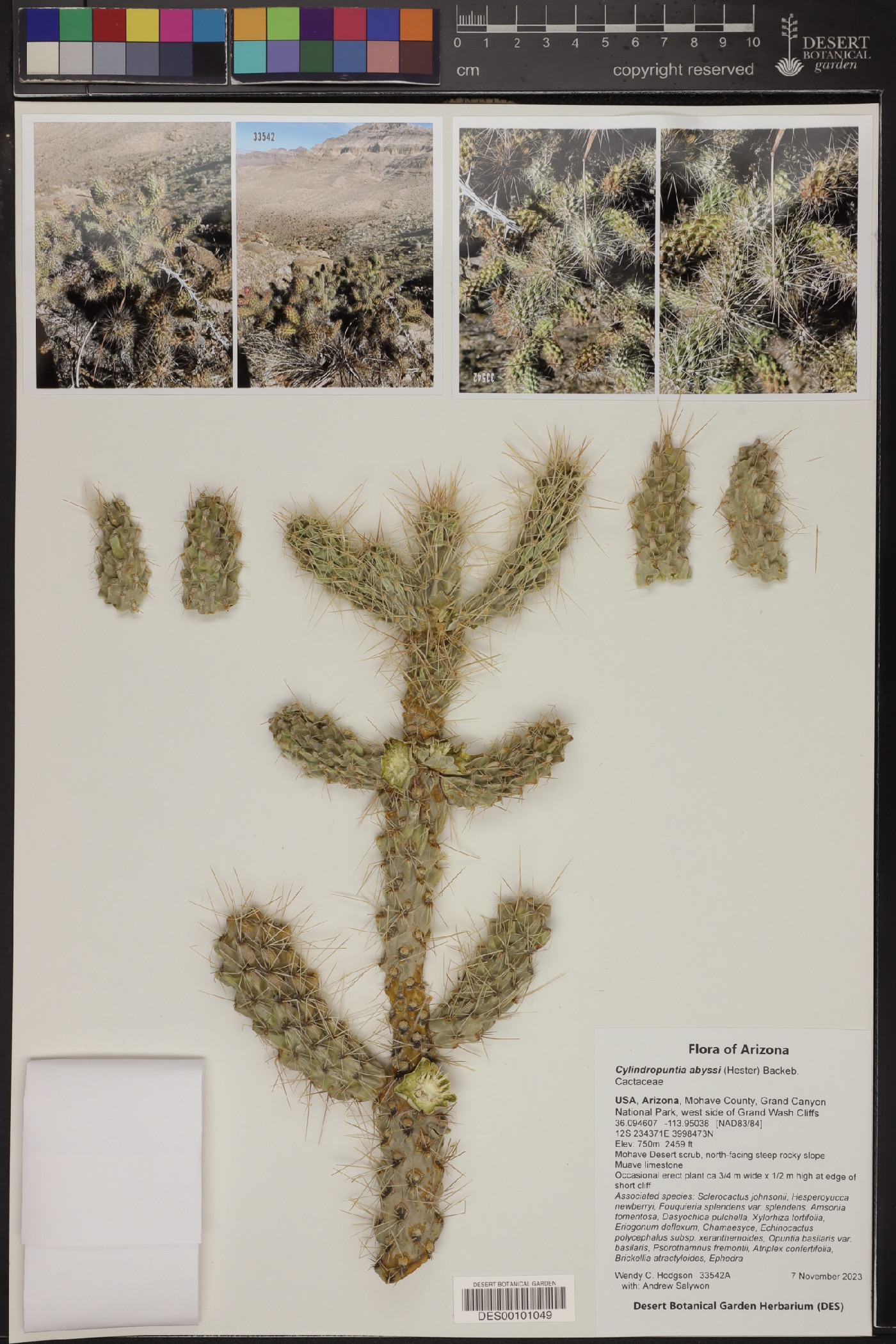Cylindropuntia abyssi image