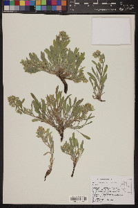 Oreocarya abortiva image