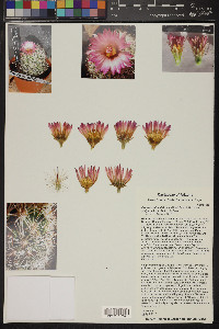 Coryphantha vivipara var. vivipara image