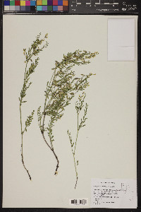 Astragalus multiflorus image