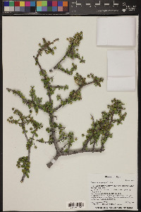 Ceanothus greggii image