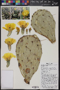 Opuntia engelmannii var. engelmannii image