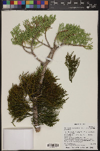 Phoradendron juniperinum image