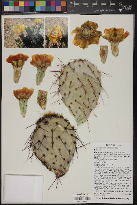 Opuntia macrocentra image