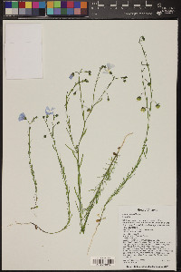 Linum lewisii image