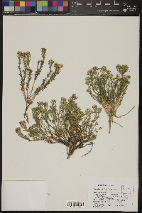 Polyctenium fremontii image