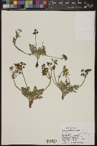 Lomatium austiniae image