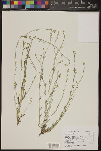 Cryptantha simulans image