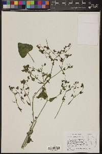 Mirabilis oxybaphoides image