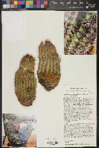 Echinocereus bonkerae image